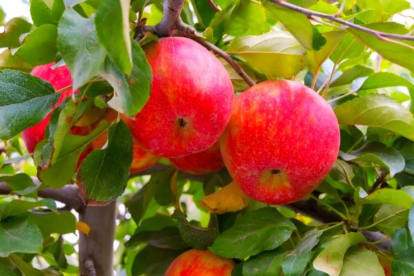 中国优质苹果产地，有甘肃天水、新疆阿克苏等