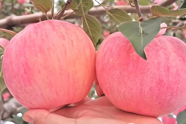 中国优质苹果产地，有甘肃天水、新疆阿克苏等