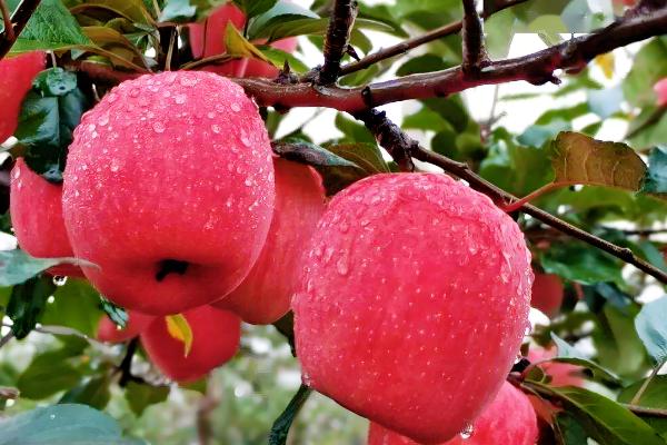 中国优质苹果产地，有甘肃天水、新疆阿克苏等