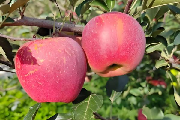 中国优质苹果产地，有甘肃天水、新疆阿克苏等