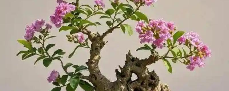 紫薇的花期,在每年6-9月