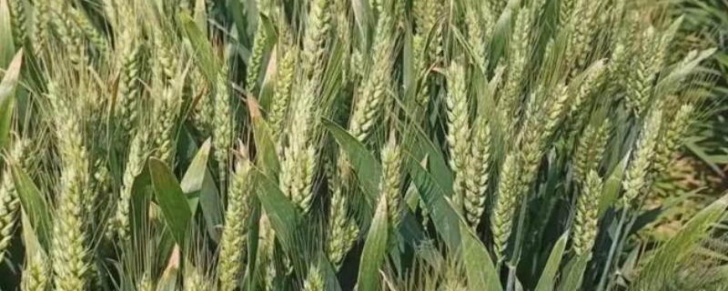 华麦158小麦的简介，适合种植在山东省、河北省