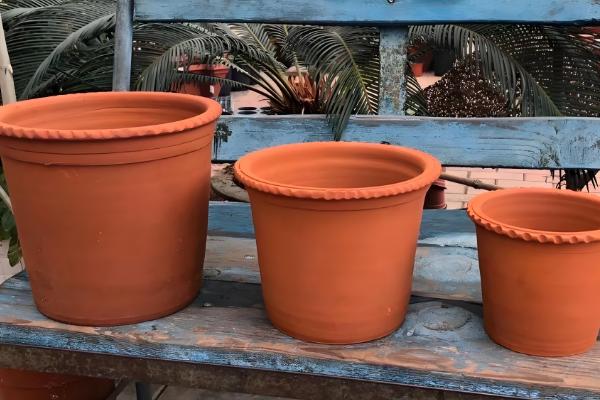 蝴蝶兰怎样换盆换土,选择陶盆种植为佳