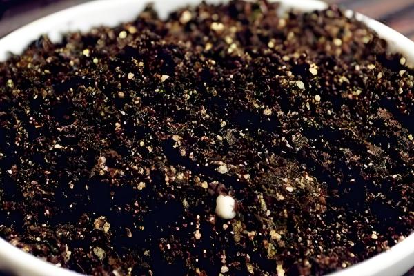 蝴蝶兰怎样换盆换土,选择陶盆种植为佳