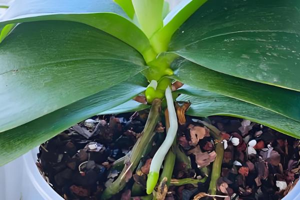 蝴蝶兰怎样换盆换土,选择陶盆种植为佳