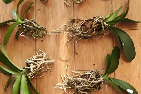 蝴蝶兰怎样换盆换土,选择陶盆种植为佳