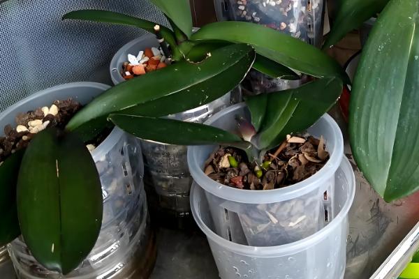 蝴蝶兰怎样换盆换土,选择陶盆种植为佳