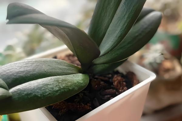 蝴蝶兰怎样换盆换土,选择陶盆种植为佳