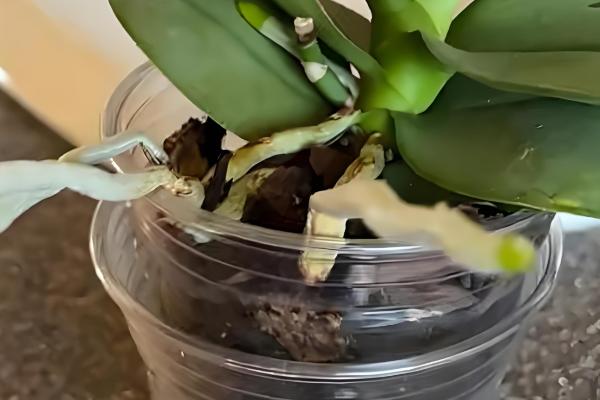 蝴蝶兰怎样换盆换土,选择陶盆种植为佳