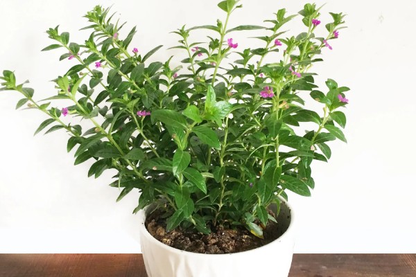 雪茄花为什么不开花,可能是光照不足所致