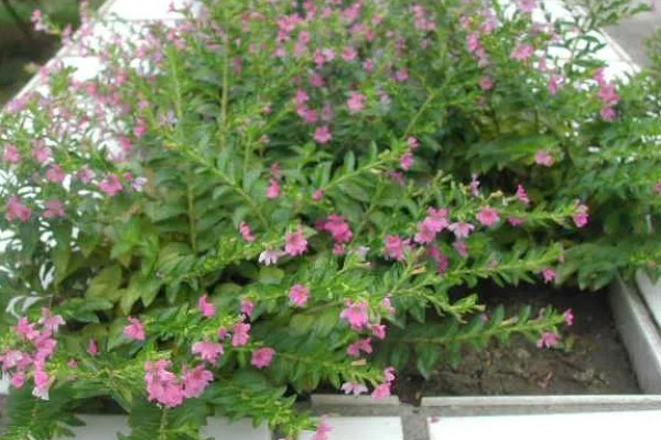 雪茄花为什么不开花,可能是光照不足所致