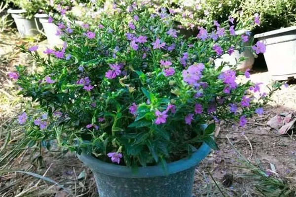 雪茄花为什么不开花,可能是光照不足所致