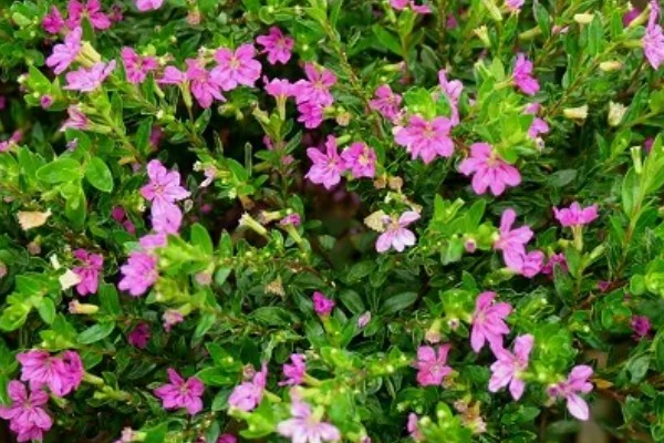 雪茄花为什么不开花,可能是光照不足所致