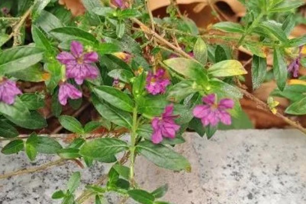 雪茄花为什么不开花,可能是光照不足所致