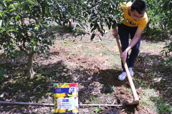 芦柑施哪种肥料,基肥以有机肥料为主