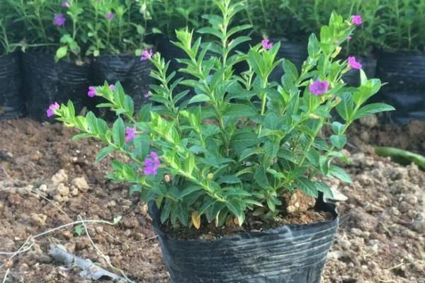 雪茄花为什么不开花,可能是光照不足所致