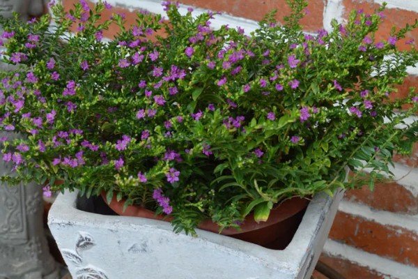 雪茄花为什么不开花,可能是光照不足所致