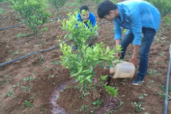 芦柑施哪种肥料,基肥以有机肥料为主