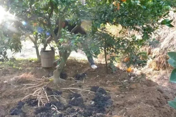 芦柑施哪种肥料,基肥以有机肥料为主