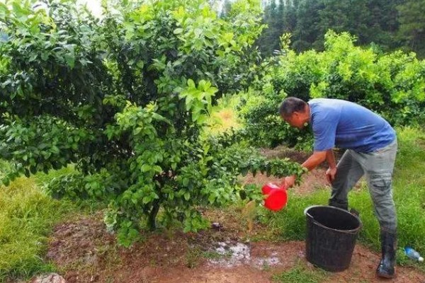 芦柑施哪种肥料,基肥以有机肥料为主