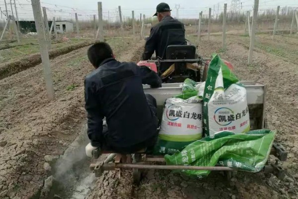 芦柑施哪种肥料,基肥以有机肥料为主