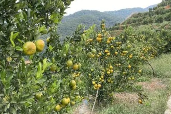 芦柑施哪种肥料,基肥以有机肥料为主