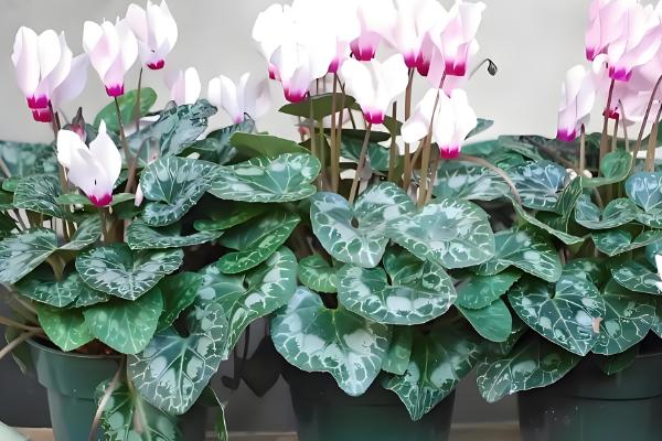 仙客来多久浇水一次,春季两到三天浇水一次