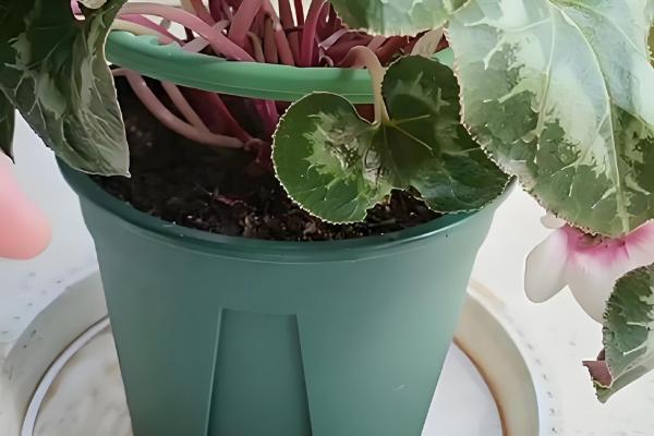 仙客来多久浇水一次,春季两到三天浇水一次