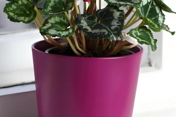 仙客来多久浇水一次,春季两到三天浇水一次