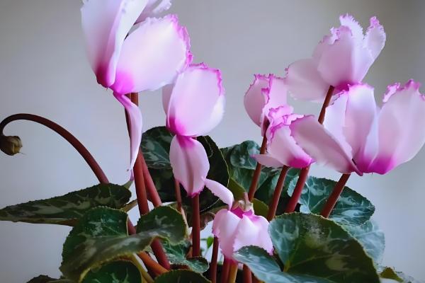 仙客来多久浇水一次,春季两到三天浇水一次