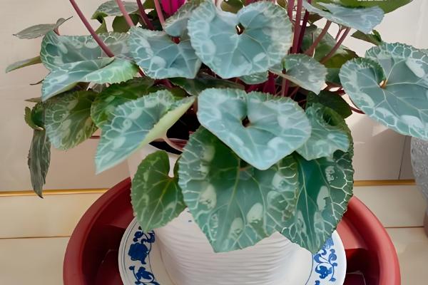 仙客来多久浇水一次,春季两到三天浇水一次