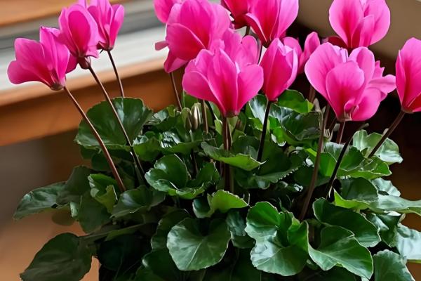 仙客来多久浇水一次,春季两到三天浇水一次