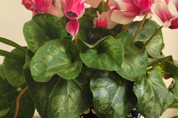 仙客来多久浇水一次,春季两到三天浇水一次