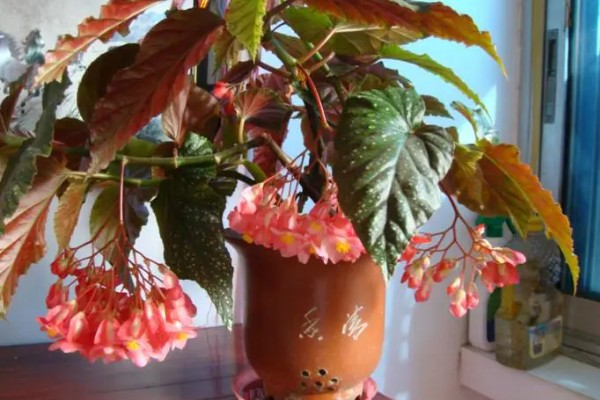 竹节海棠换盆后如何养护，要注意把握浇水量