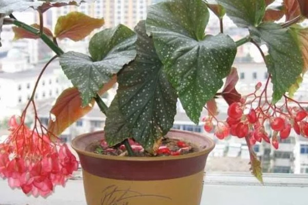 竹节海棠换盆后如何养护，要注意把握浇水量