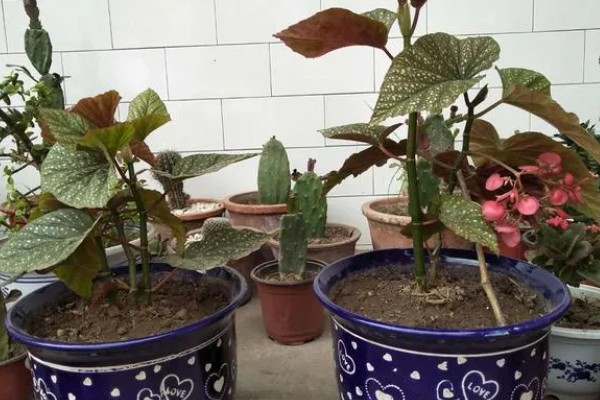 竹节海棠换盆后如何养护，要注意把握浇水量