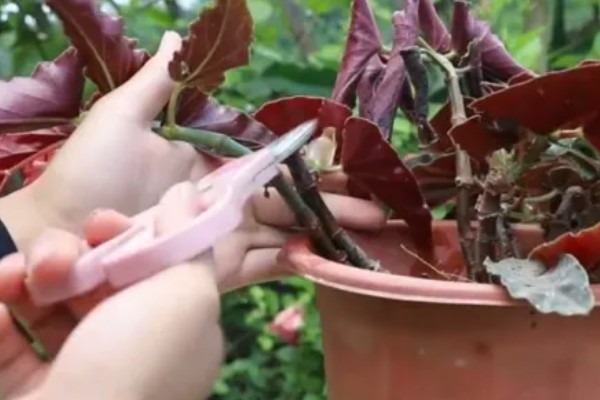 竹节海棠换盆后如何养护，要注意把握浇水量