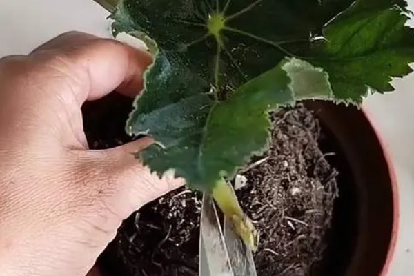 竹节海棠换盆后如何养护，要注意把握浇水量