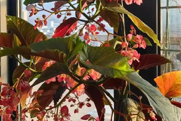 竹节海棠换盆后如何养护，要注意把握浇水量