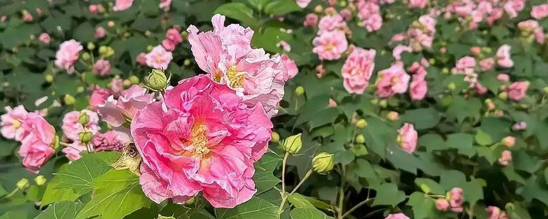 芙蓉花有什么花语,代表纯洁、富贵吉祥等含义