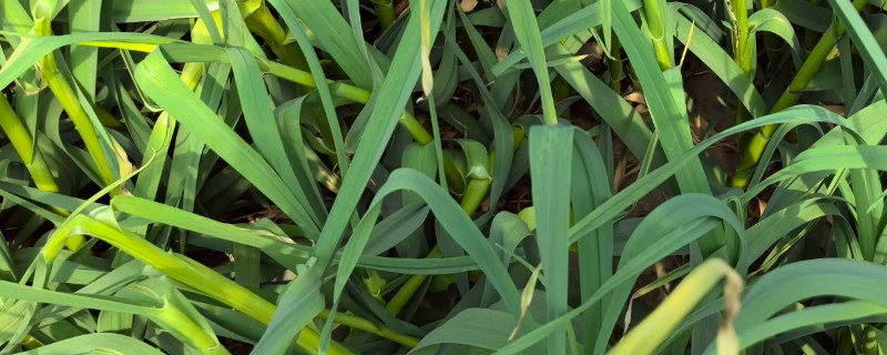 怎么种出独蒜种子，早播有相当高的独蒜率