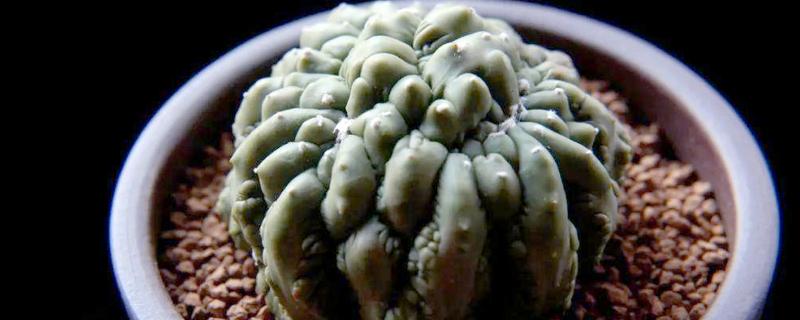 仙人球有什么作用,可以观赏、食用、净化空气