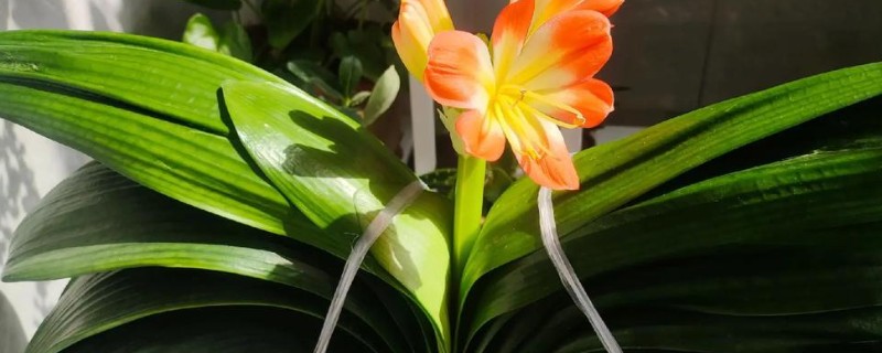 君子兰促箭剂如何使用，捆扎之后不可立即喷洒促箭剂