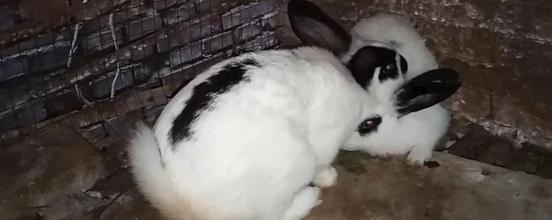 提高公兔配种能力的方法，壮年公兔一天交配2-3次