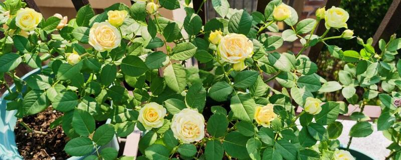 月季什么时候施肥,春冬季节是适宜时期