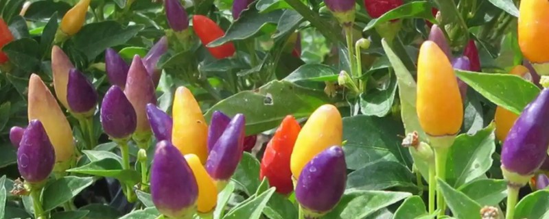 七彩辣椒的种植方法，3月份下旬进行育苗