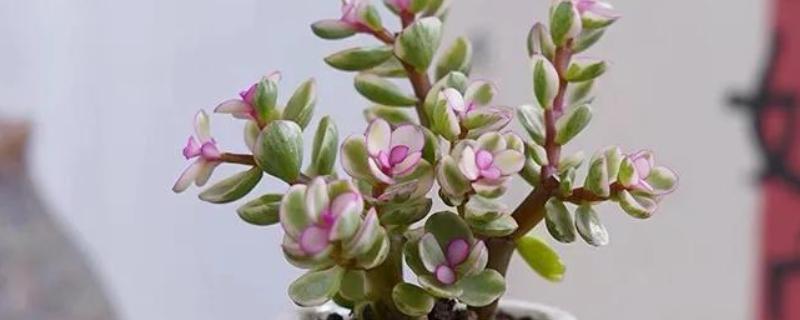 雅乐之舞可以养多久，好好养护能养很久