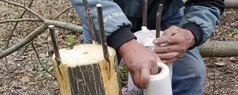 核桃树高接换头几月份好，通常在4月中下旬为更适期