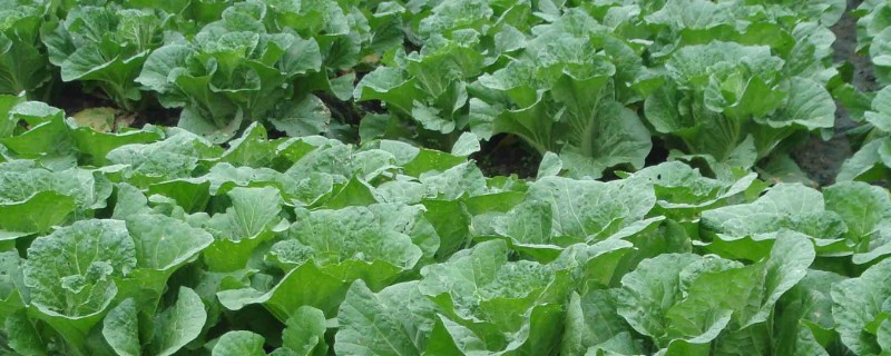 大白菜的亩产量，亩产量在2500-5000kg左右