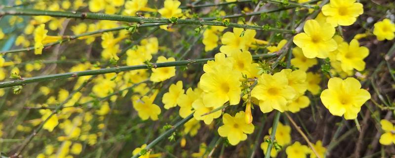 春季有什么花卉，常见迎春花、樱花、桃花等品种